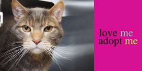 Love me adopt me