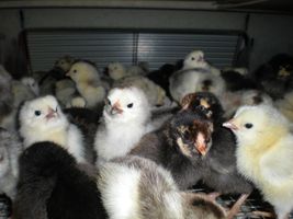 Baby Chicks!