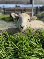 Lil' Lamb