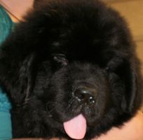 Otis