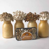 mycopia brand