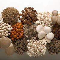 Gourmet Mushrooms Inc.