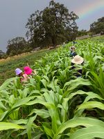 Our 6-acre Biodynamic® farm is incorporated into our curriculum across all grades