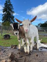 Baby Goats
