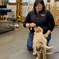 Private & group dog training