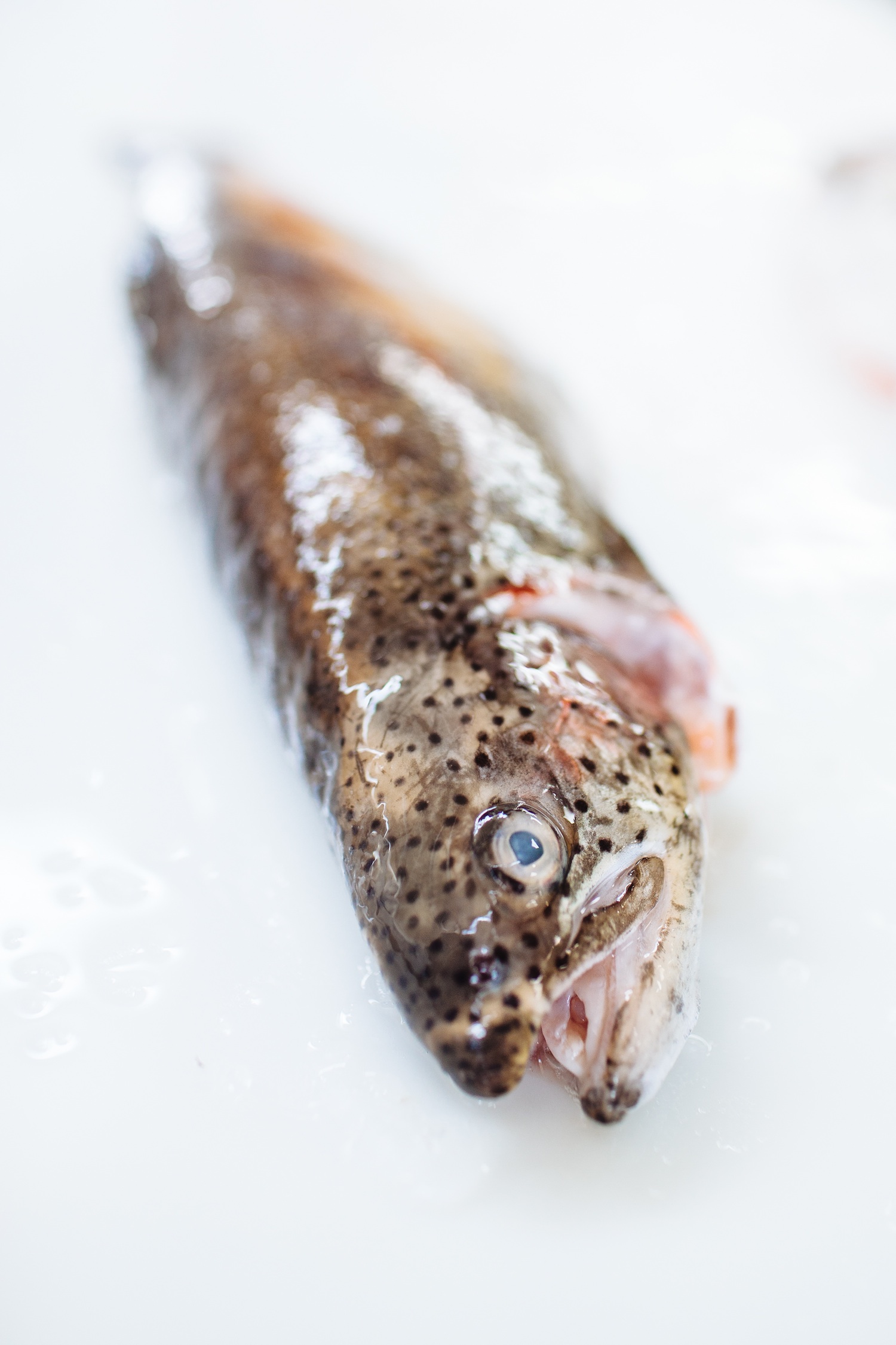 Littorai and TwoXSea High Res 2014 m. woolsey-14