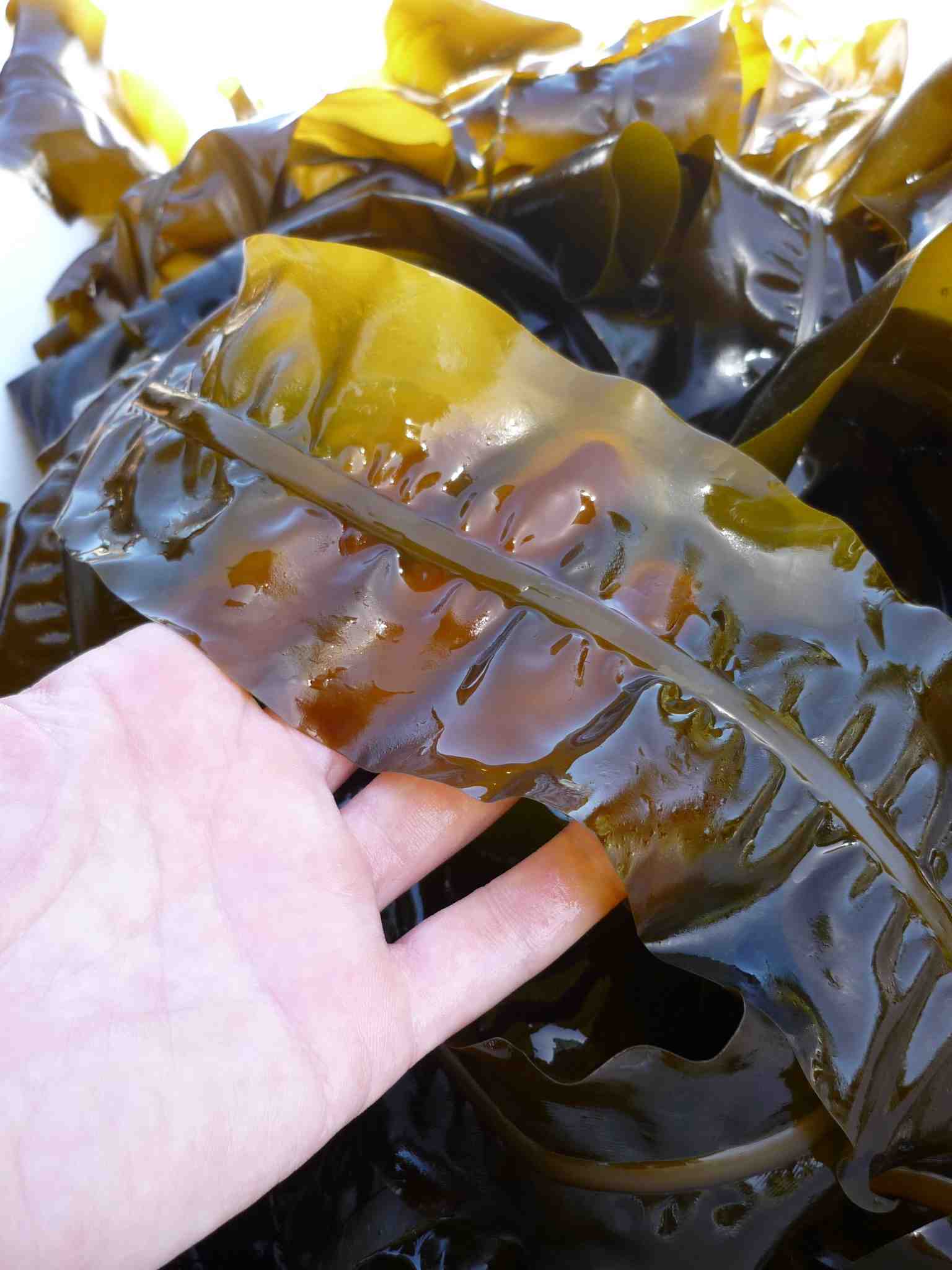 Kelp_wakame+my hand copy 2