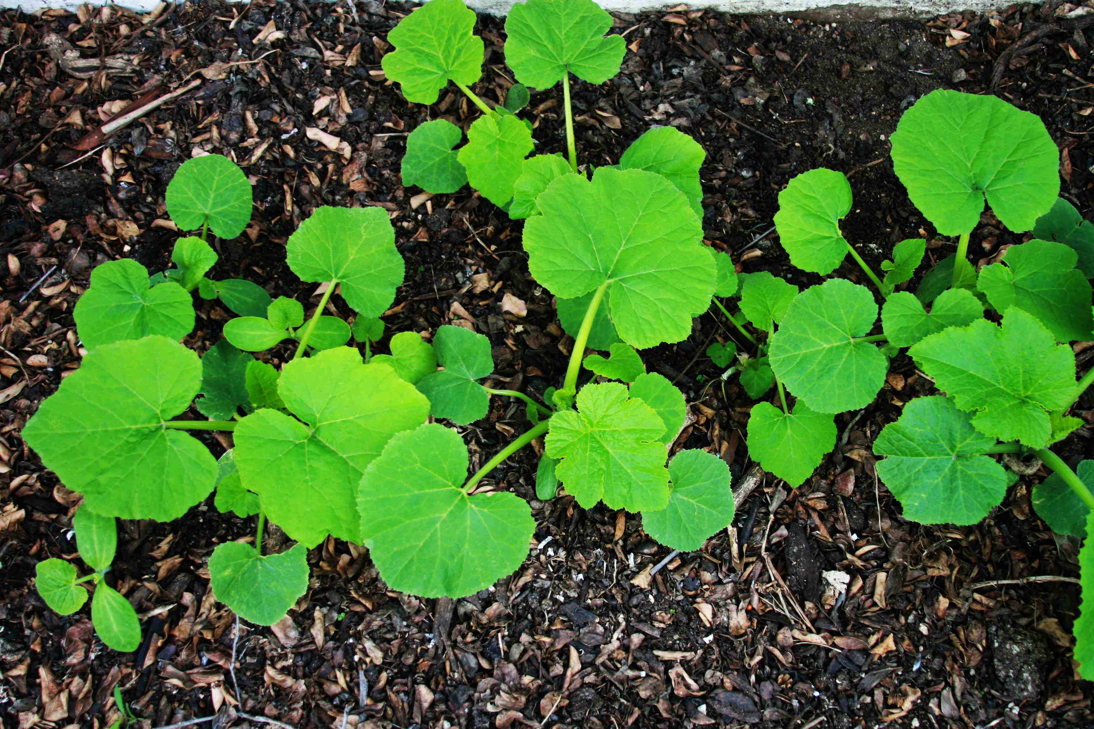 Nat & Cody Photography