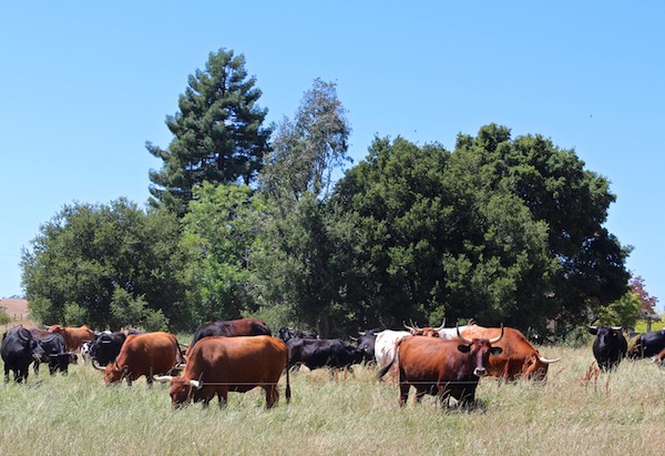 Photo Credit Nat& Cody Photography