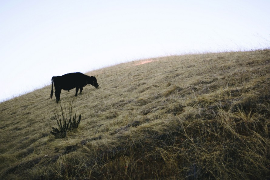 aabetting-on-herbavores2jpg