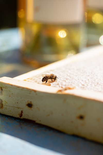 Photography by Paige Green