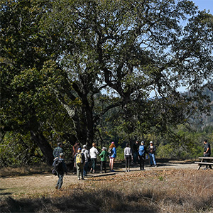 Sugarloaf-trees-hike-s