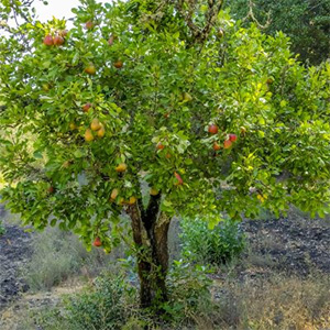 Jack London Park Orchard