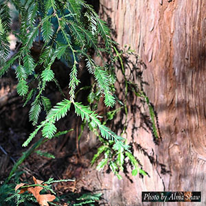 Redwoods hike at Sugarloaf Park