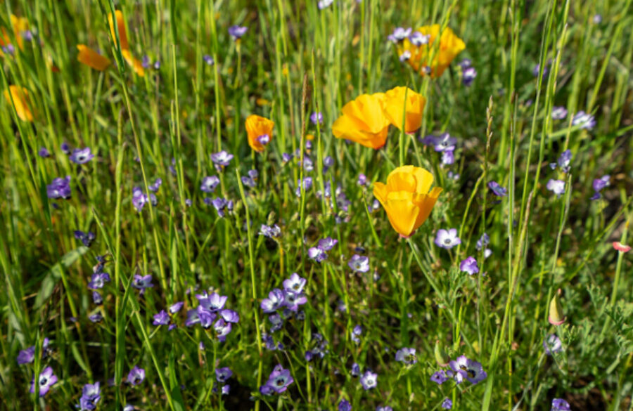 Wildflower Walk at Sugarloaf Park