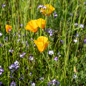 Wildflower Walk at Sugarloaf Park