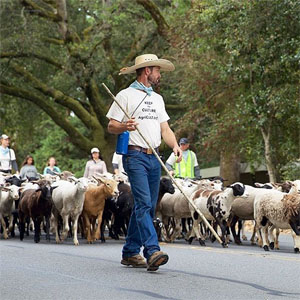 Transhumance Festival