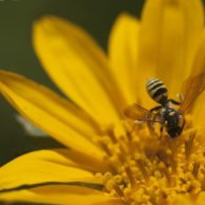 Wildflower hike at Jack London Park