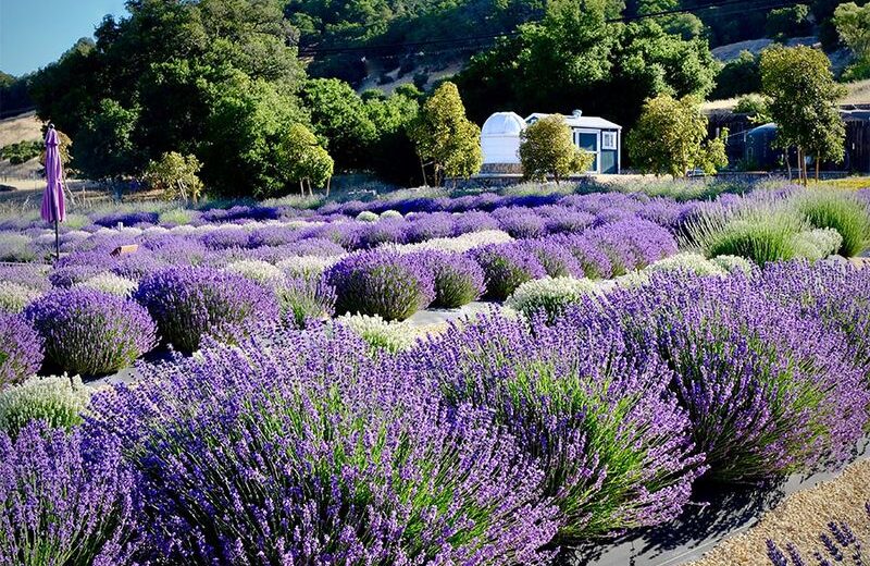Lavender Bloom Fest at BeesNBlooms